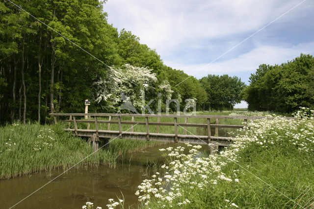 Hawthorn (Crataegus )