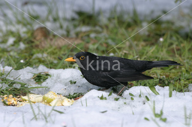 Merel (Turdus merula)