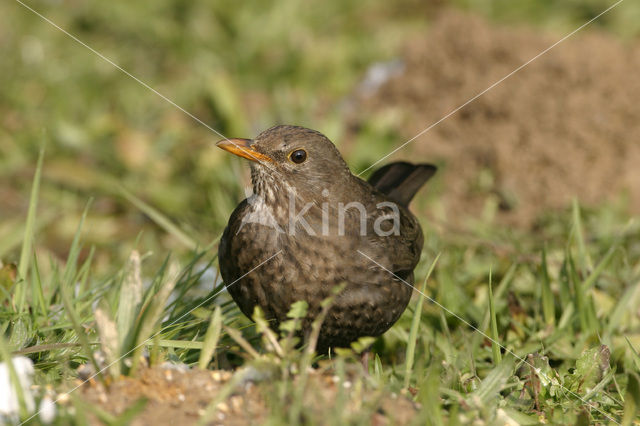 Merel (Turdus merula)