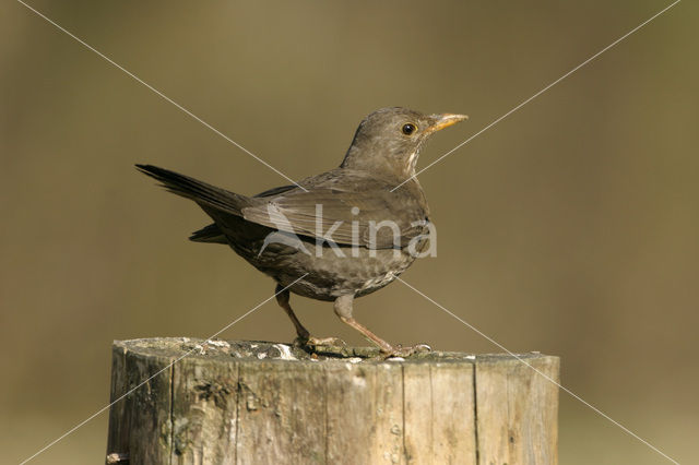 Merel (Turdus merula)