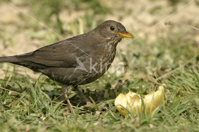 Merel (Turdus merula)