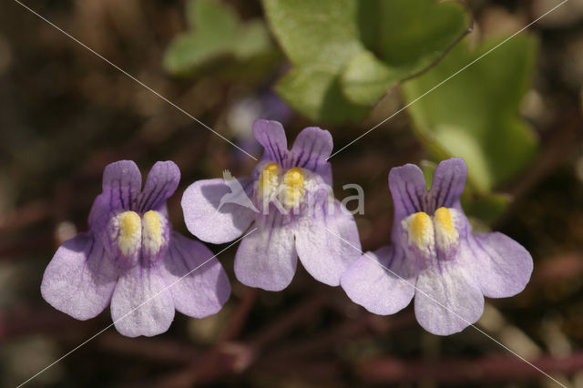 Muurleeuwenbek (Cymbalaria muralis)