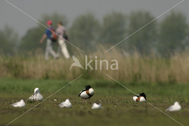 Nationaal Park De Alde Feanen