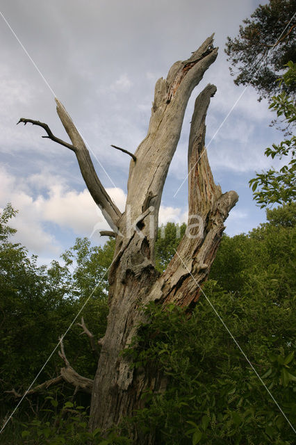 Nationaal Park Zuid-Kennemerland