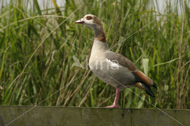 Nijlgans (Alopochen aegyptiaca)