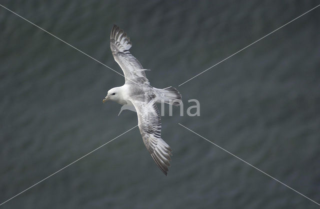 Noordse Stormvogel (Fulmarus glacialis)