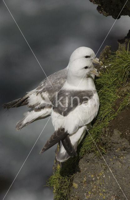 Northern Fulmar (Fulmarus glacialis)