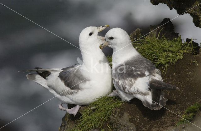 Noordse Stormvogel (Fulmarus glacialis)