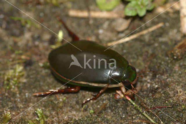 Diving Beetle (Cybister laterimarginalis)