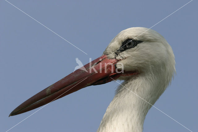 Ooievaar (Ciconia ciconia)