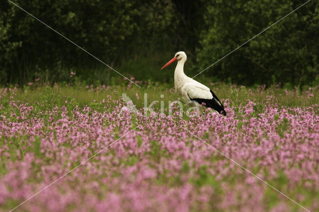 Ooievaar (Ciconia ciconia)