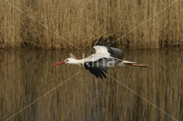 Ooievaar (Ciconia ciconia)