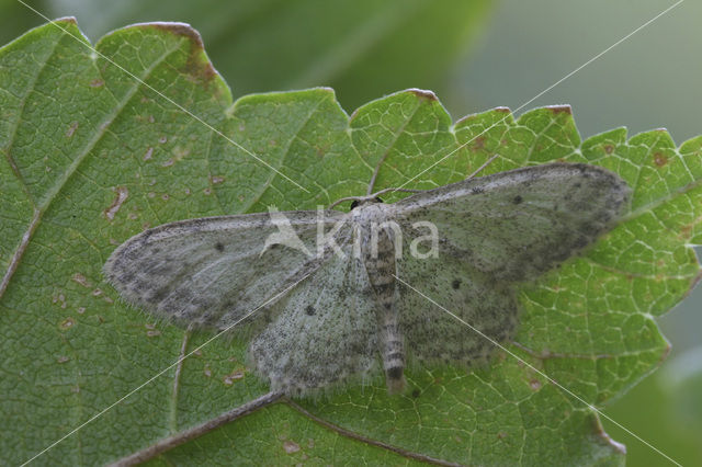 Paardenbloemspanner (Idaea seriata)