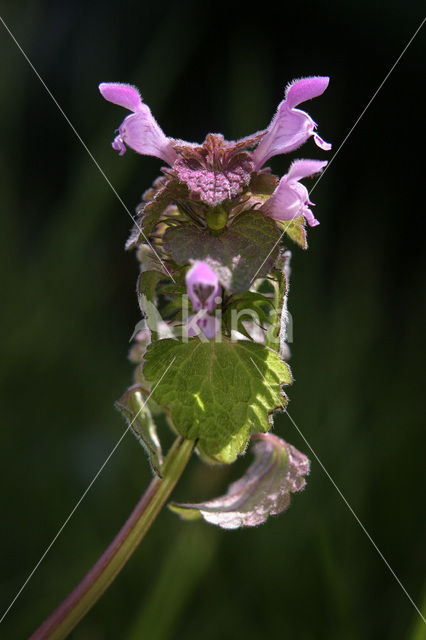 Paarse dovenetel s.s. (Lamium purpureum)