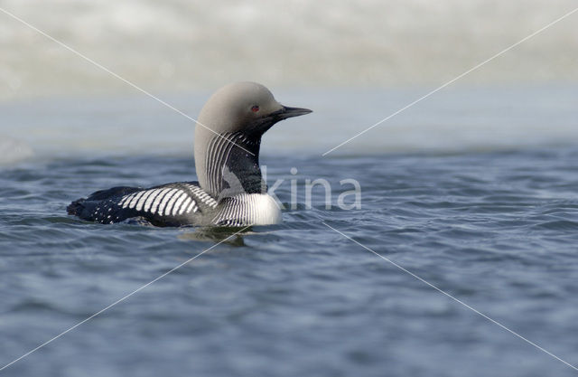 Pacific Loon