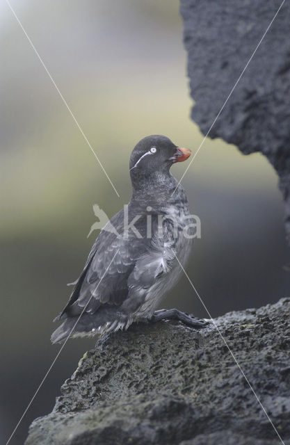 Parakeet Auklet (Cyclorrhynchus psittacula)