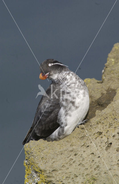 Parakeet Auklet (Cyclorrhynchus psittacula)