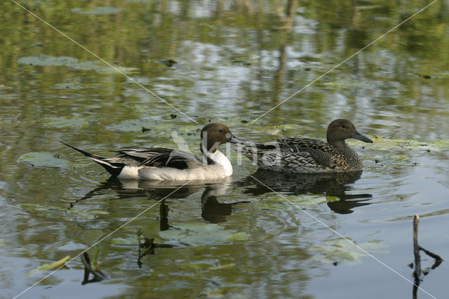 Northern Pintail (Anas acuta)