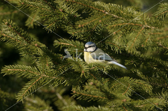 Pimpelmees (Parus caeruleus)