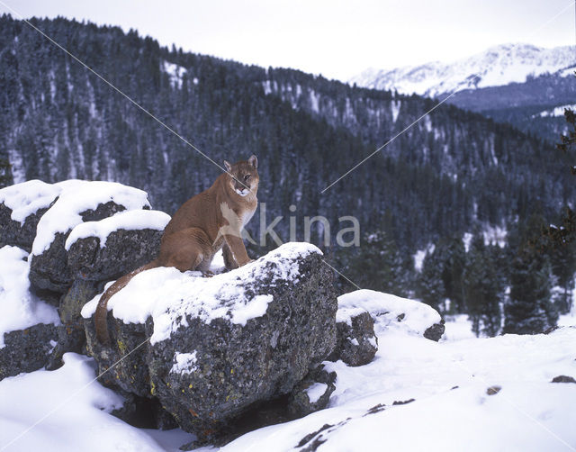 Poema (Puma concolor)