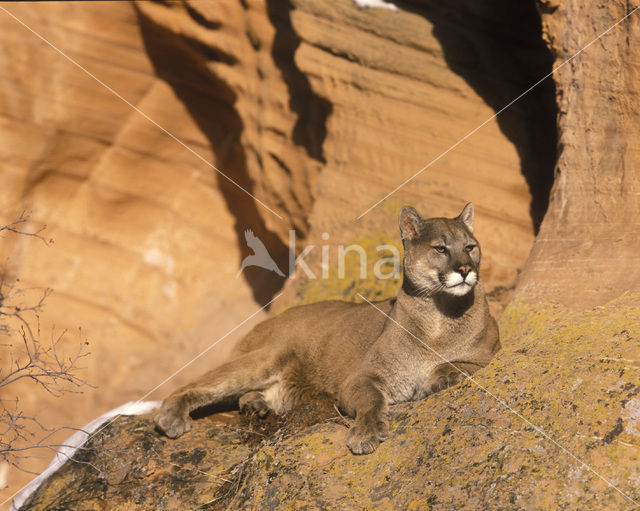 Poema (Puma concolor)