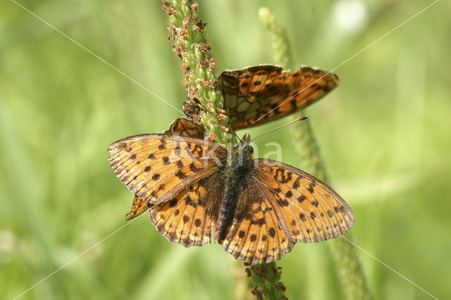Lesser Marbled Fritillary (Brenthis ino)