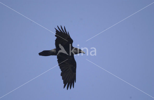 Raaf (Corvus corax)