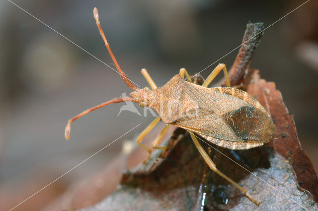 Randwants (Gonocerus acuteangulatus)