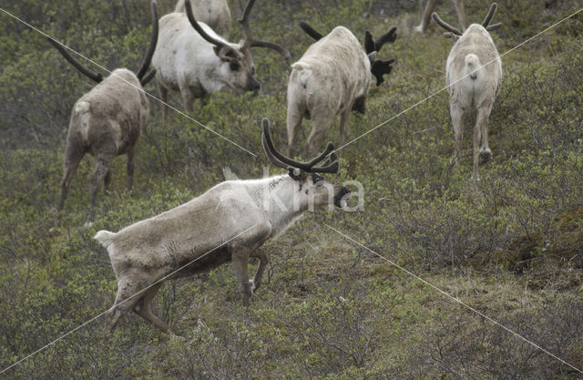 Rendier (Rangifer tarandus)