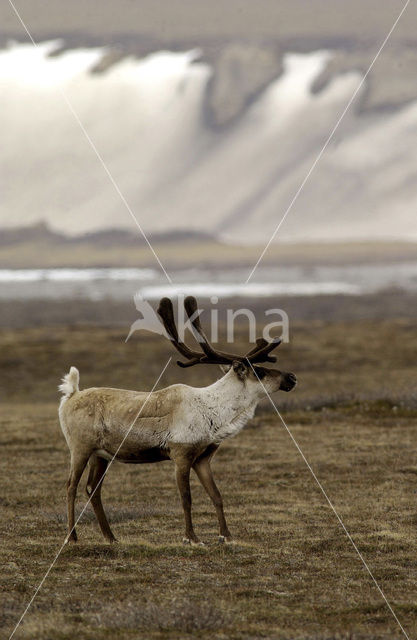 Rendier (Rangifer tarandus)