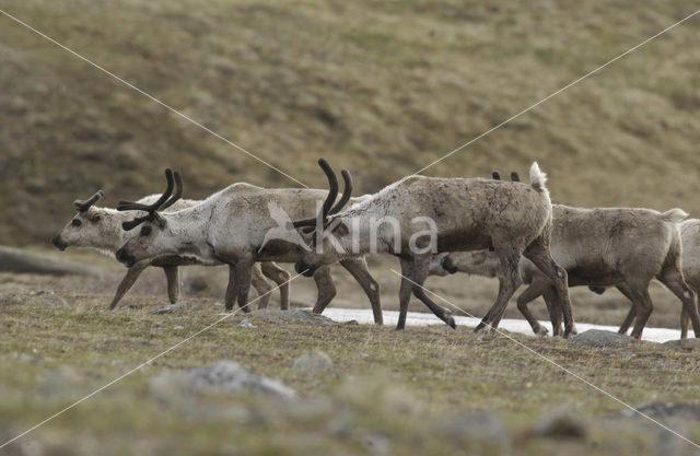 Rendier (Rangifer tarandus)