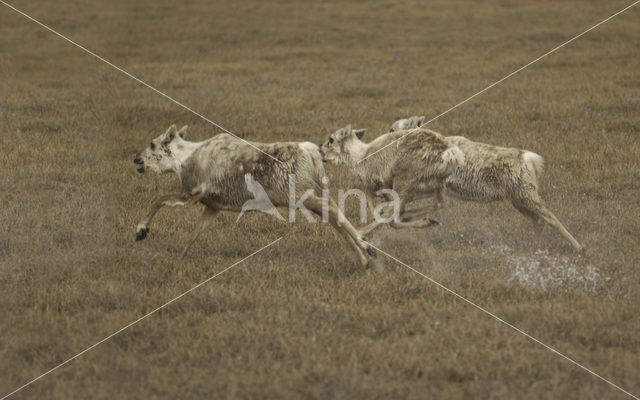 Rendier (Rangifer tarandus)