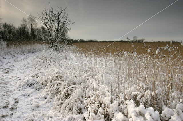 Riet (Phragmites australis)