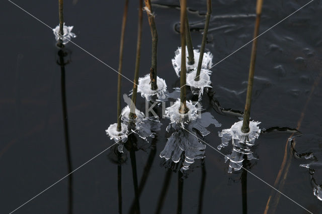 Riet (Phragmites australis)