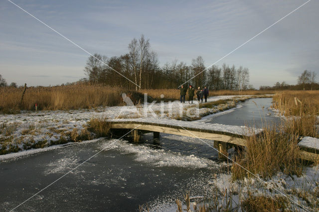 Riet (Phragmites australis)