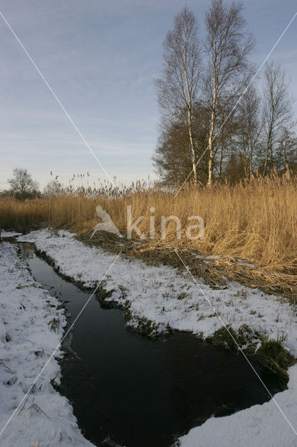 Riet (Phragmites australis)