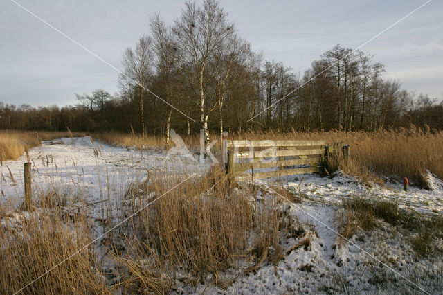 Riet (Phragmites australis)