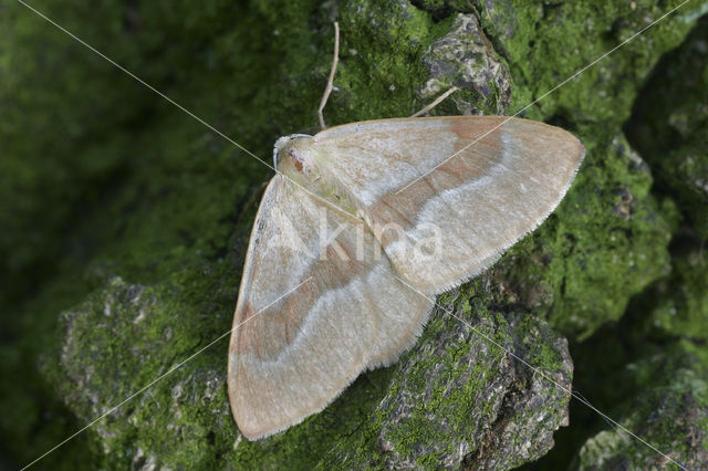 Rode dennenspanner (Hylaea fasciaria)