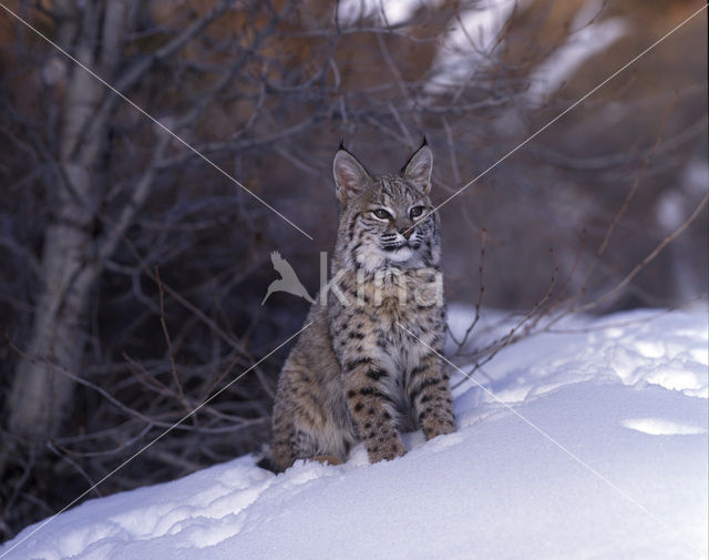 Rode lynx (Lynx rufus)