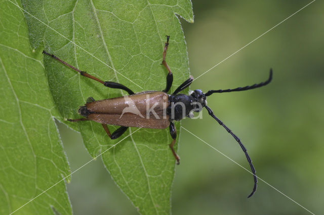 Red Longhorn Beetle (Corymbia rubra)