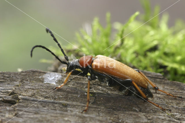 Red Longhorn Beetle (Corymbia rubra)