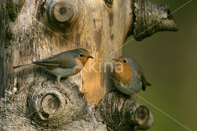 Roodborst