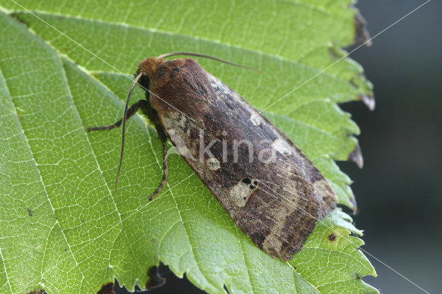 Roodkopwinteruil (Conistra erythrocephala)