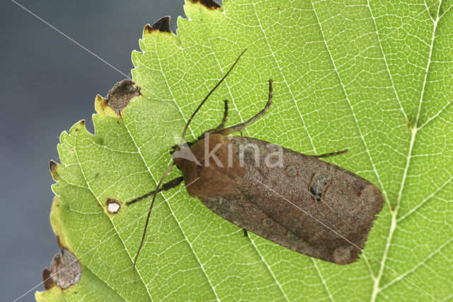 Roodkopwinteruil (Conistra erythrocephala)