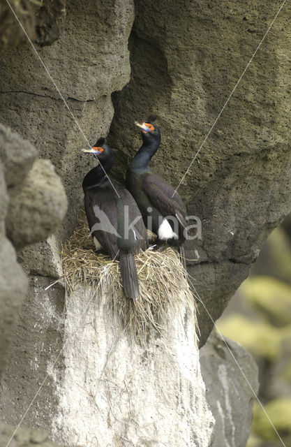 Red-faced Cormorant (Phalacrocorax urile)