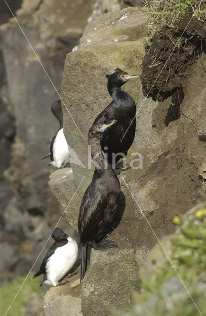 Roodmaskeraalscholver (Phalacrocorax urile)