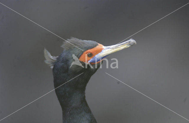 Roodmaskeraalscholver (Phalacrocorax urile)