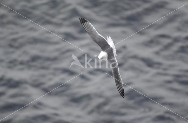 Red-legged Kittiwake (Rissa brevirostris)