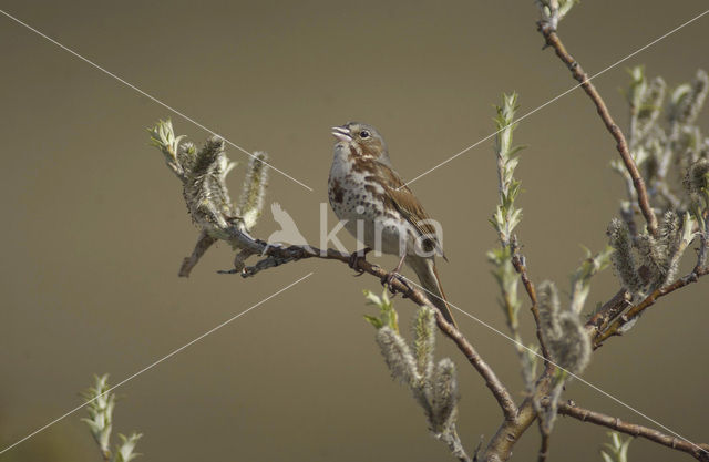 Roodstaartgors (Passerella iliaca)