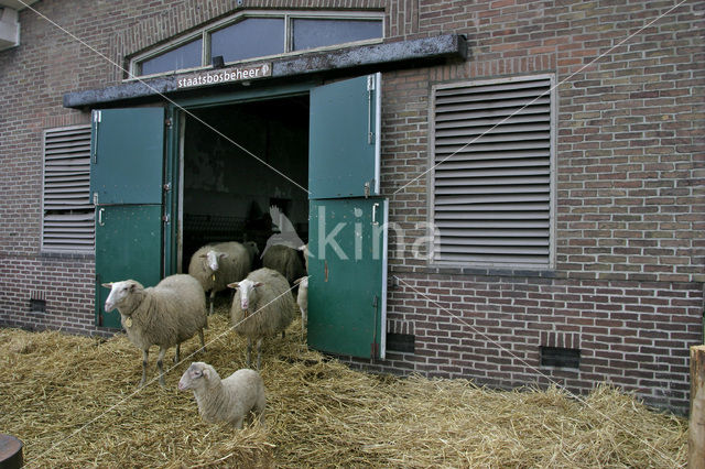 Schaap (Ovis domesticus)